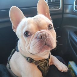 French Bulldogs from ETQ French Bulldogs