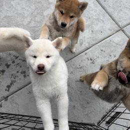 Shiba Inu Puppies from Hillsdale Shiba Inu