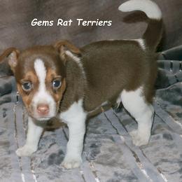 Randy - White and chocolate Rat Terrier puppy in Shelbyville, Tennessee from Gems Rat Terriers