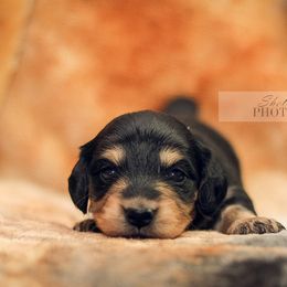 Dachshund Puppies from Aster Creek Kennel