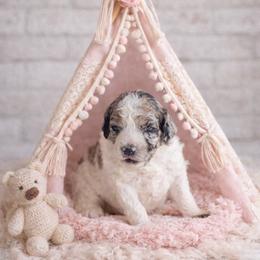 Honeybunch - Parti female Goldendoodle puppy in Woodruff, South Carolina from Crooked Creek Doodles and Poodles