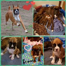 Boxer, Bulldog, and French Bulldog All Grown Up from Brattsbulldogs