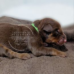 Red Male 2 - Red and rust male Doberman Pinscher puppy in Spencer, Indiana from Jackson's Dobermans