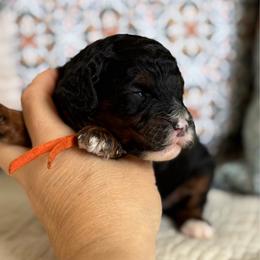 Novarre - Tri-color male Cavapoo puppy in Beckley, West Virginia from By Design Doodles
