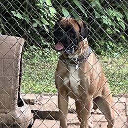 Tok - Boxer