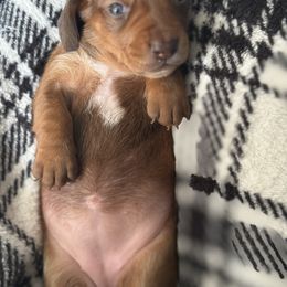 Girl 1 - Red female Dachshund puppy in Montrose, Michigan from Livy’s Doodles