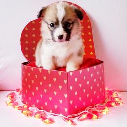American Corgi and Pembroke Welsh Corgi Puppies from Whimsical Treasure Corgis