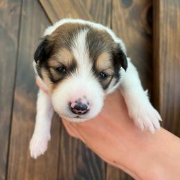 Poe - Black white and tan male Old Time Scotch Collie puppy in Mars Hill, North Carolina from Brambly Mountain Farm