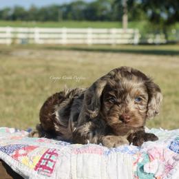 Picture Coming Soon - male Cockapoo puppy in Lowry City, Missouri from Cooper Creek Puppies