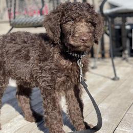 Labradoodle Puppies from Raising Doodles
