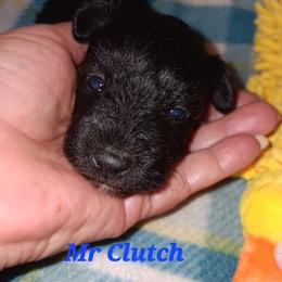 Mr Clutch - Black male Miniature Schnauzer puppy in Shoshone, Idaho from Debra Kruse's Miniature Schnauzers