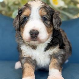 Uno boy - Tri-color male Bernedoodle puppy in Yuciapa, California from AlltheDoodlez_