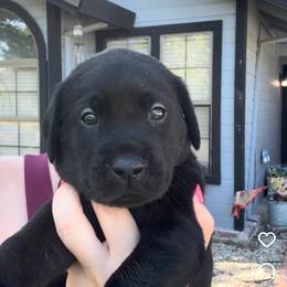 Yellow Collar - Black male Labrador Retriever puppy in Galt, California from On My Side Kennels