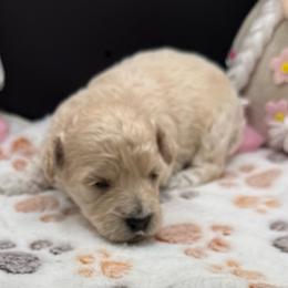 Sutton - Apricot male Maltipoo puppy in Colonial Beach, Virginia from BeachRidge Pups