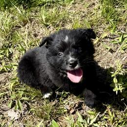 Phoenix - Black & white female Miniature Australian Shepherd puppy in Michie, Tennessee from Acton Aussies