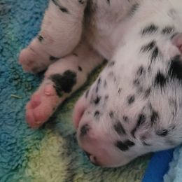 Boy 1 - Harlequin Great Dane puppy in Enumclaw, Washington from Lord's Danes