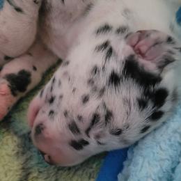 Boy 1 - Harlequin Great Dane puppy in Enumclaw, Washington from Lord's Danes