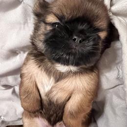 Shih Tzu Puppies from Jodi’s Shihtzus