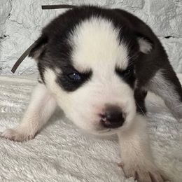 Milo - Black and white male Siberian Husky puppy in Wheeling, West Virginia from Wild and Wonderful Siberian Huskies