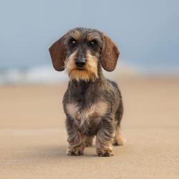 Freddy - Dachshund