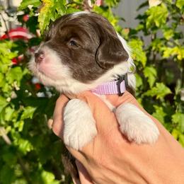 Sassafras - Brown and white female Aussiedoodle puppy in Rock Hill, South Carolina from LolliPop Farms