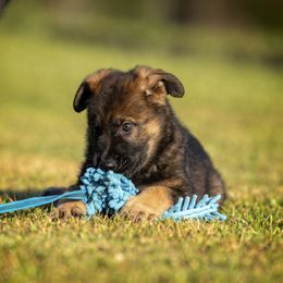 German Shepherd Puppies from Sommerfeld German Shepherds