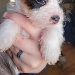 Yorkshire Terriers from Amore Yorkies