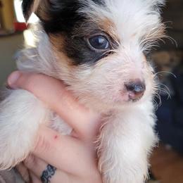 Yorkshire Terriers from Amore Yorkies