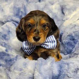 Frankie - Dapple male Dachshund puppy in Sylvania, Georgia from Dachshund and Co.