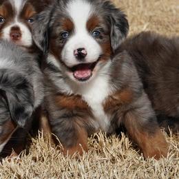 Blue Merle 2 - Blue merle male Miniature Australian Shepherd puppy in Lawton, Oklahoma from Lindsey’s Aussies