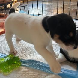 Boy 2 - Parson Russell Terrier puppy in Murphys, California from Hanford Hills Terriers