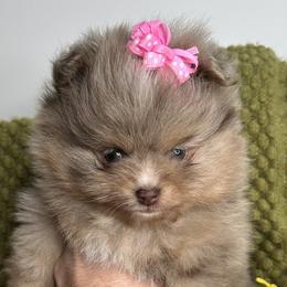 Pomeranian Puppies from Pristine Poms