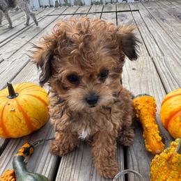 Tally - Brown female Shihpoo puppy in Cedar Springs, Michigan from Pridespoodles