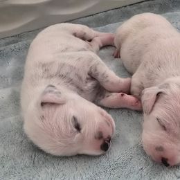 Boy 2 - White and black male Dalmatian puppy in Ventura, California from Undeniable Dalmatians