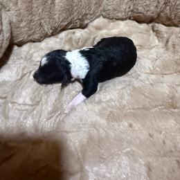 Girl 3 - Black and white female Aussiedoodle puppy in Golden, Mississippi from Two Creeks Farm Poodles & Doodles