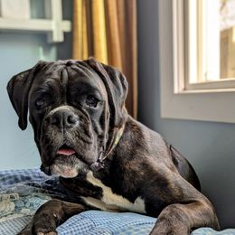 Hobbs' Rada Sua's - Brindle female Boxer puppy in Springfield, Missouri from ReMa Boxers