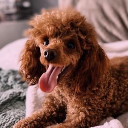 Poodles from Sarah’s Lovely Puppies