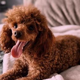 Poodles from Sarah’s Lovely Puppies