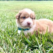 Brook - Red female Nova Scotia Duck Tolling Retriever puppy in Topeka, Kansas from Juniper Tollers