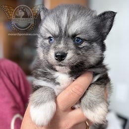 Monarch Smoky - Silver and white male Pomsky puppy in Greeley, Colorado from Monarch Pomskies | Northern Colorado