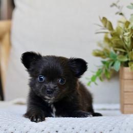 Bowie 3550 - Blue male Chihuahua puppy in Beaumont, Texas from Down south pups