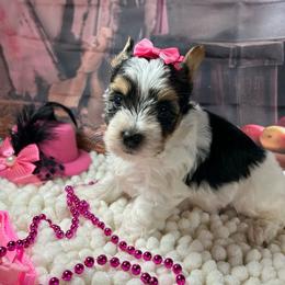 Girl 2 (1800) - Parti female Yorkshire Terrier puppy in Douglas, Georgia from Southern Georgia Yorkies and biewers