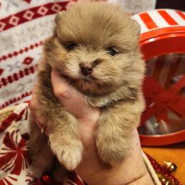 Chicken nugget - Chocolate merle male Pomeranian puppy in Buffalo, New York from HERRPOMS