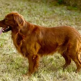 Golden Retriever and Miniature Australian Shepherd All Grown Up from Raised Right Pups