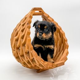 Juno - Black tri Miniature Australian Shepherd puppy in Covington, Pennsylvania from Rigas Mini Aussies LLC