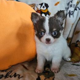 AKC Bella In Maine 4200.00 - Chocolate and white female Chihuahua puppy in Newport, Maine from Pinewood Acres Chihuahuas