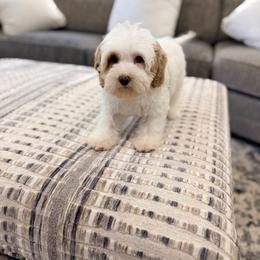 Pops - Caramel cream male Australian Labradoodle puppy in Calhoun, Louisiana from Arrowhead Australian Labradoodles