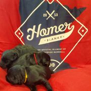 Working Dog Cross Puppies from Happy Hartz
