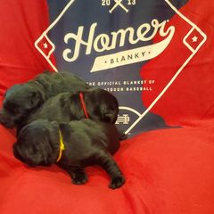 Working Dog Cross Puppies from Happy Hartz