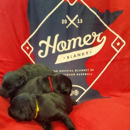 Working Dog Cross Puppies from Happy Hartz